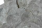 Pennsylvanian Fossil Plant & Bivalve Plate - Kinney Quarry, NM #80514-3